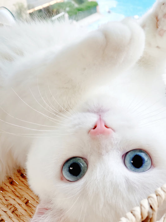 How to prevent waste buildup on the walls of the smart cat litter box?