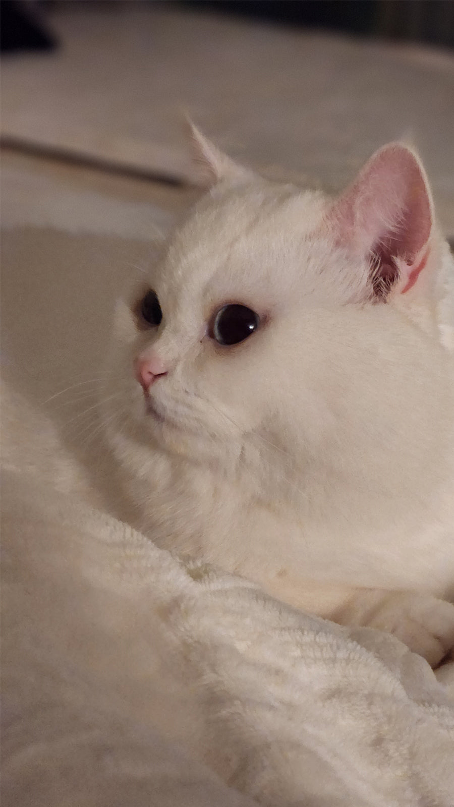 How can I stop my cat from peeing around the house?