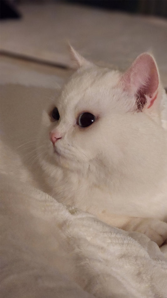 How can I stop my cat from peeing around the house?