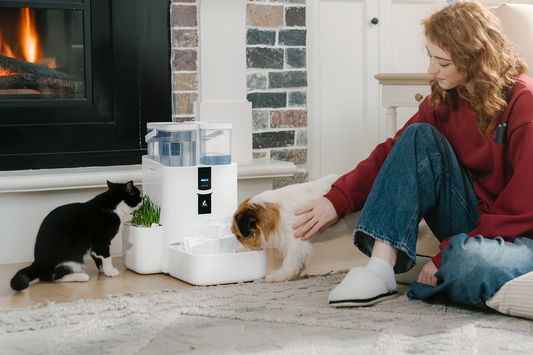 Hydration Tips Every Cat Owner Should Know