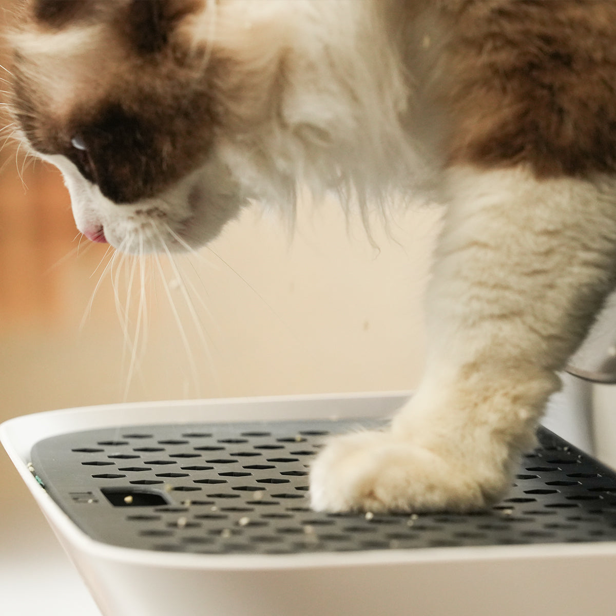 Litter Drainage Footstep for Litter Box