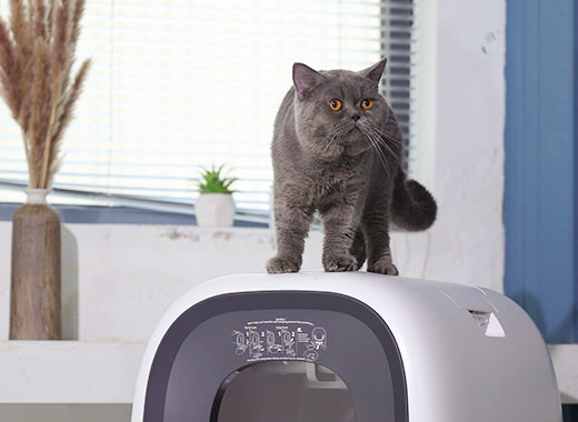 How to Use a Smart Litter Box to Care for Your Cat During a 7-Day or 14-Day Trip