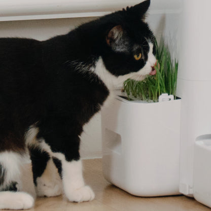 Pot de plantation pour herbe à chat