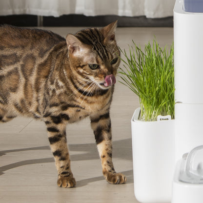 Pot de plantation pour herbe à chat