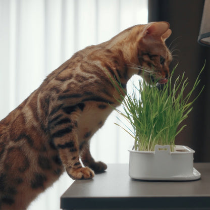 Pot de plantation pour herbe à chat