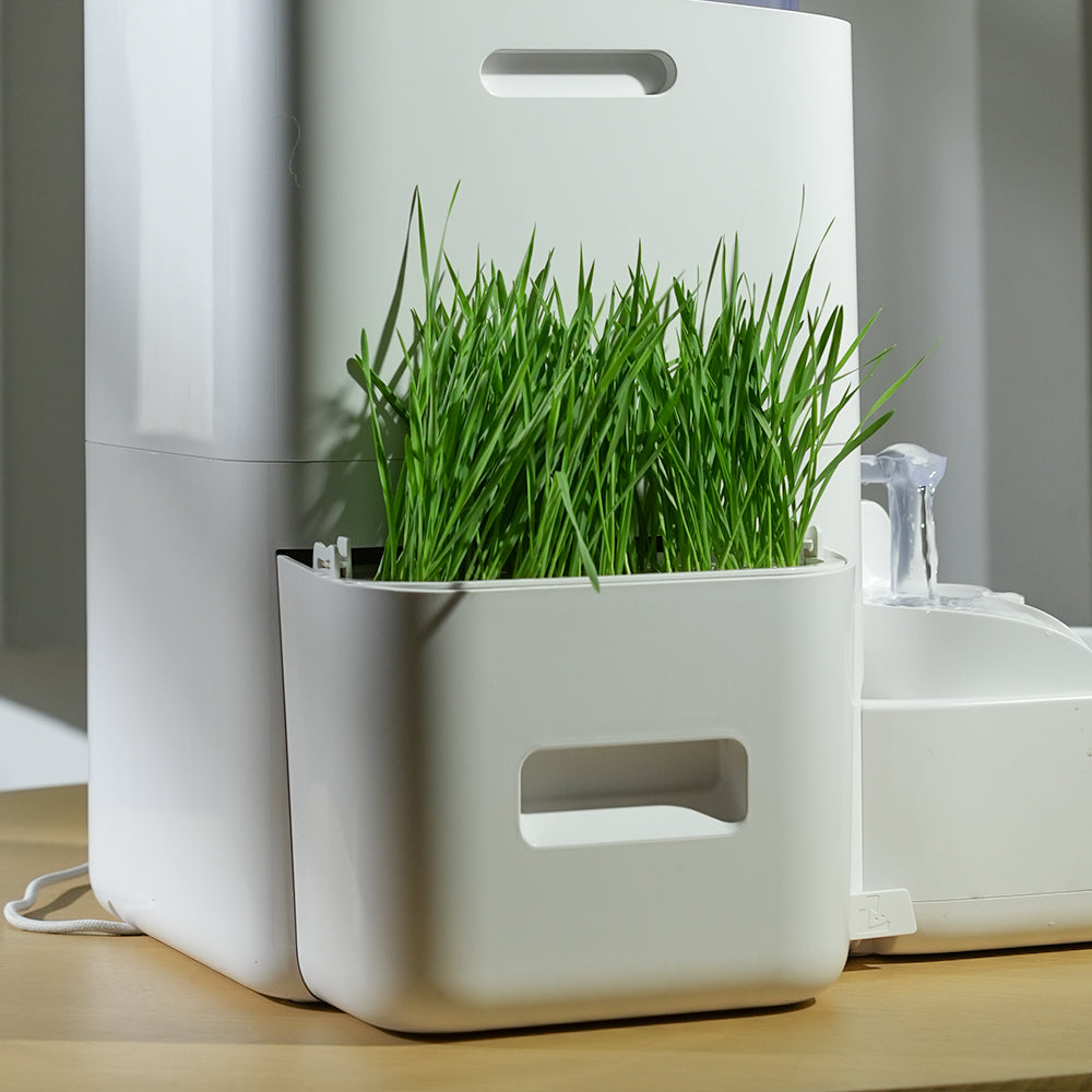 Pot de plantation pour herbe à chat