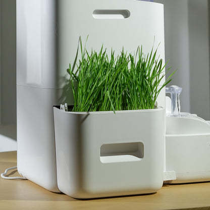 Pot de plantation pour herbe à chat