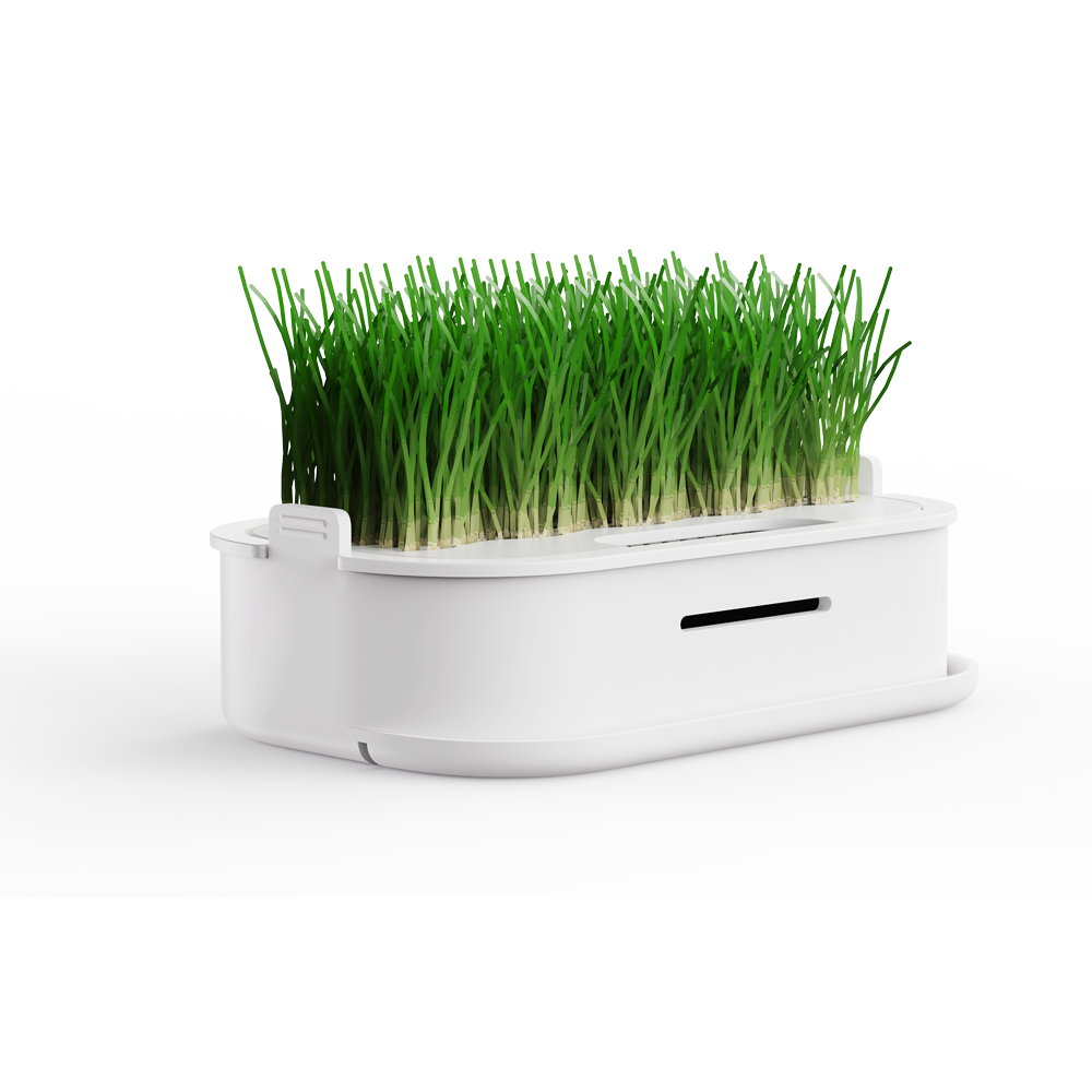 Pot de plantation pour herbe à chat