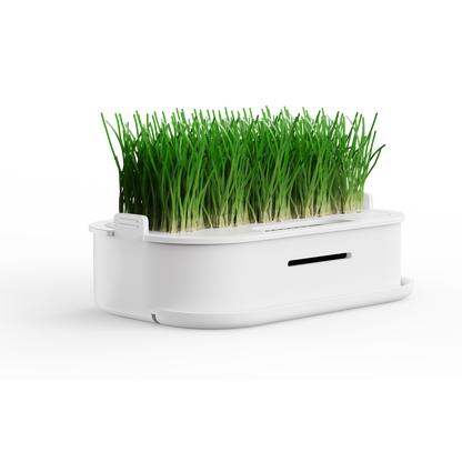 Pot de plantation pour herbe à chat